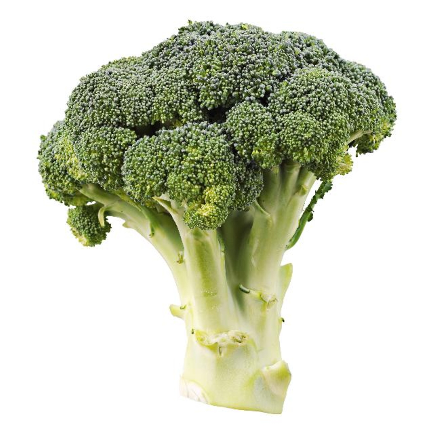 Broccoli 500 gram